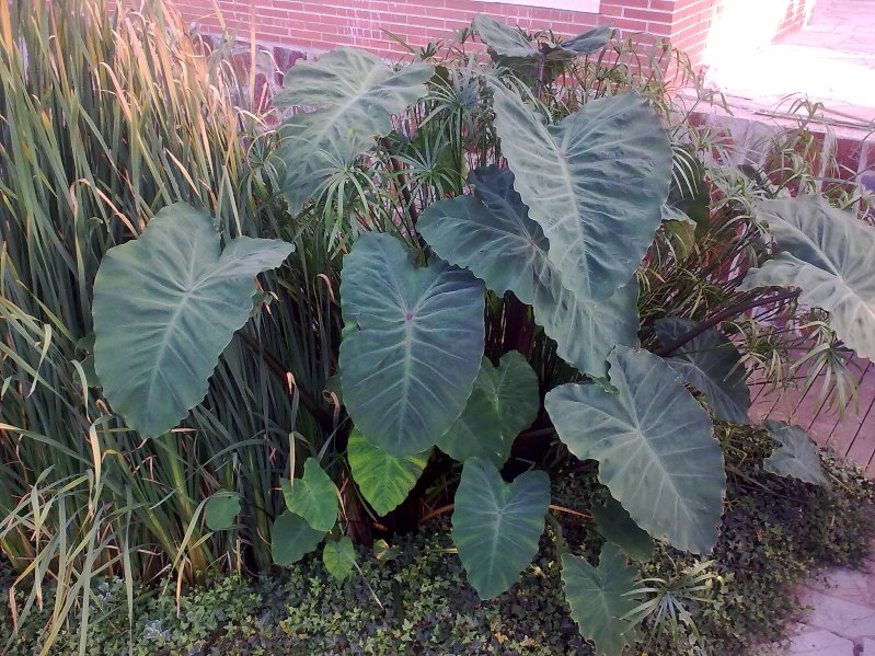 [Foto de planta, jardin, jardineria]