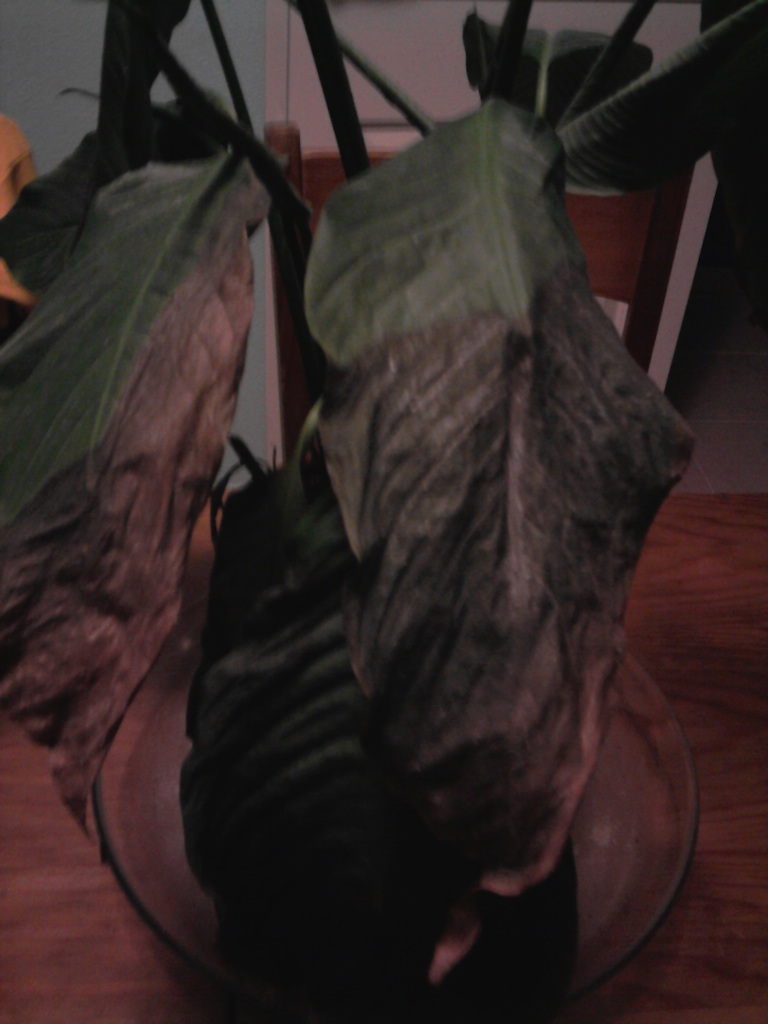 [Foto de planta, jardin, jardineria]
