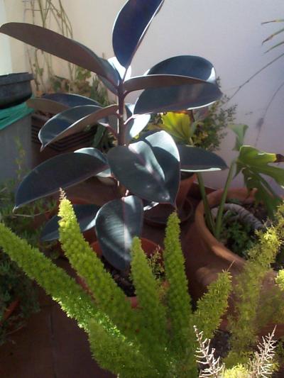 [Foto de planta, jardin, jardineria]