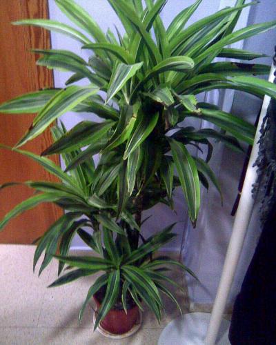 [Foto de planta, jardin, jardineria]