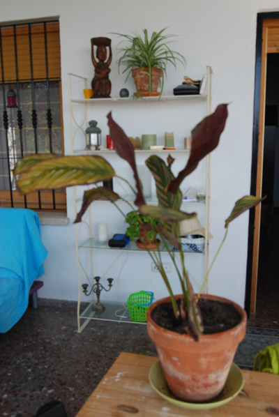 [Foto de planta, jardin, jardineria]