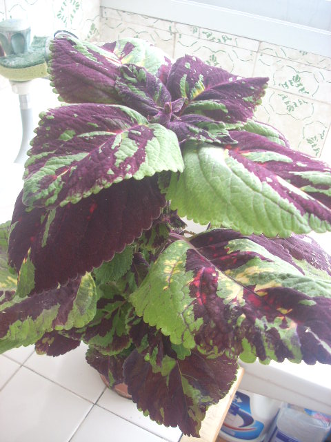 [Foto de planta, jardin, jardineria]