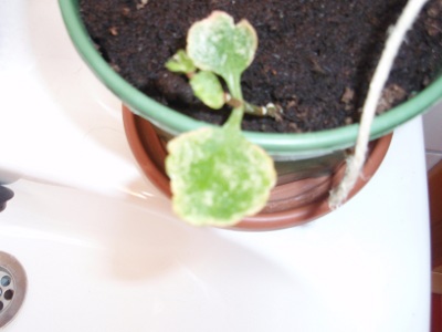 [Foto de planta, jardin, jardineria]