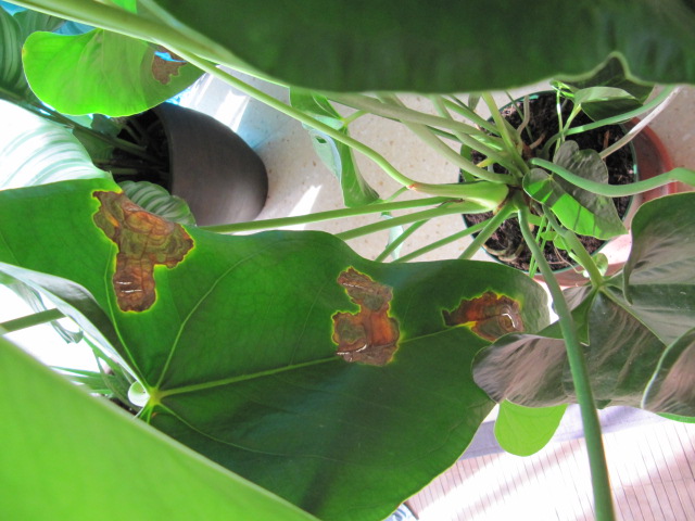 [Foto de planta, jardin, jardineria]