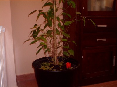 [Foto de planta, jardin, jardineria]