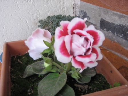 [Foto de planta, jardin, jardineria]