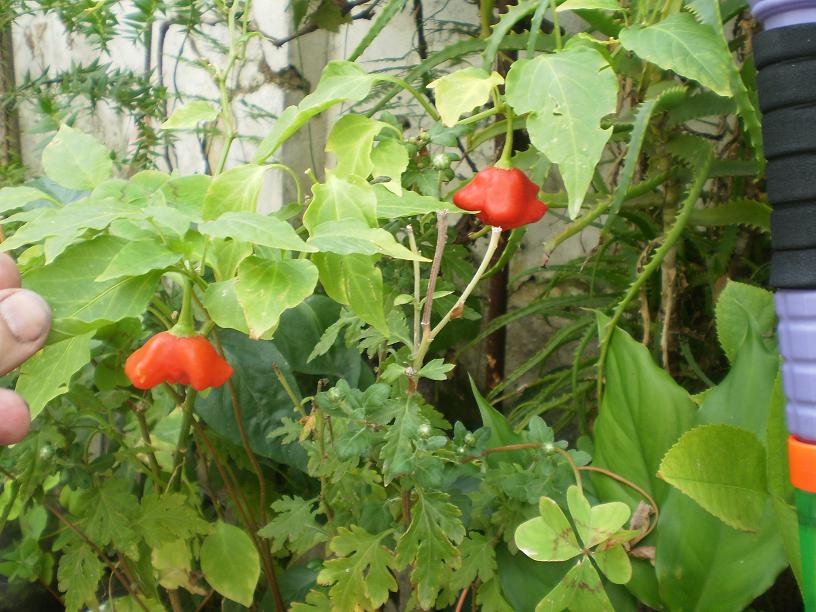 [Foto de planta, jardin, jardineria]