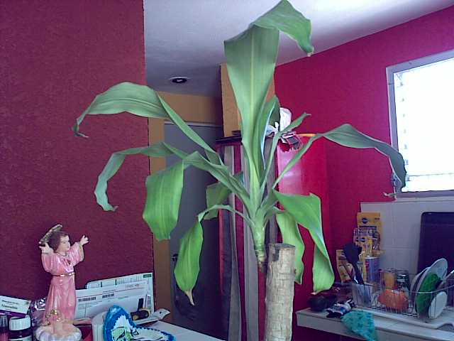 [Foto de planta, jardin, jardineria]