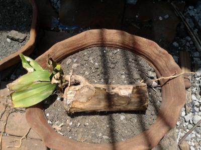 [Foto de planta, jardin, jardineria]