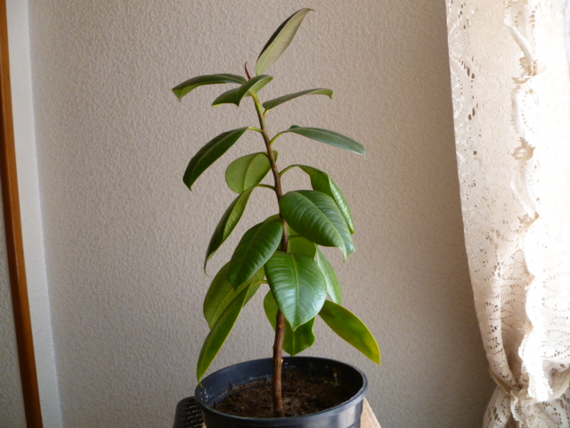 [Foto de planta, jardin, jardineria]