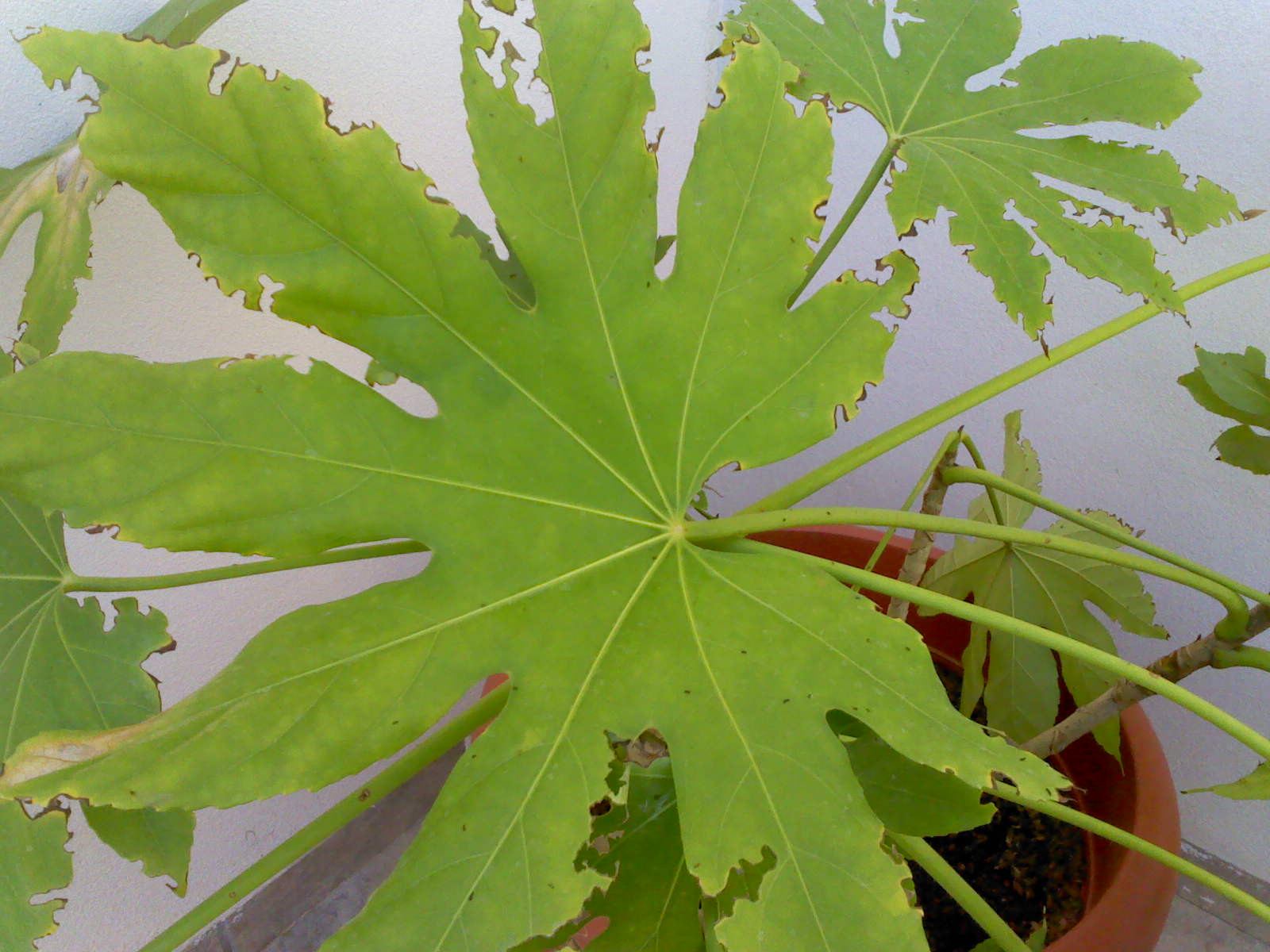 [Foto de planta, jardin, jardineria]