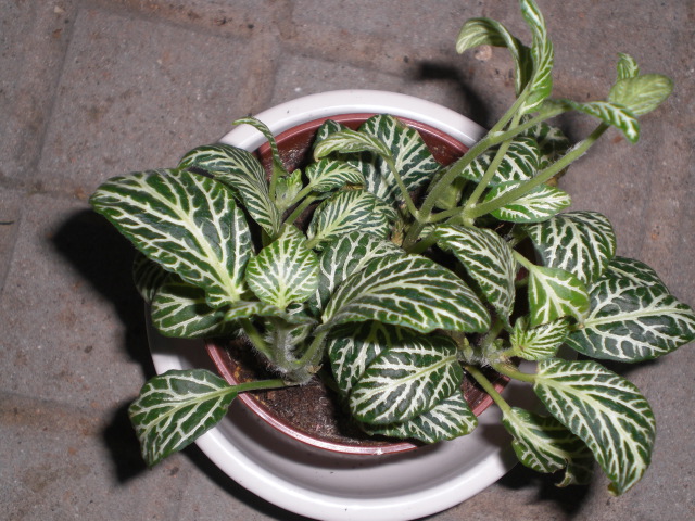 [Foto de planta, jardin, jardineria]