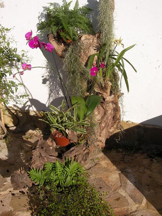 [Foto de planta, jardin, jardineria]