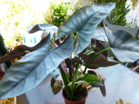 [Foto de planta, jardin, jardineria]