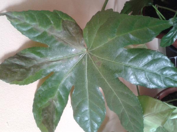 [Foto de planta, jardin, jardineria]