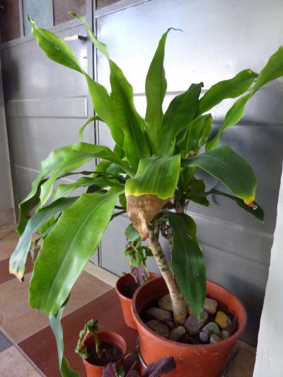 [Foto de planta, jardin, jardineria]