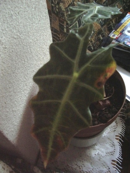 [Foto de planta, jardin, jardineria]