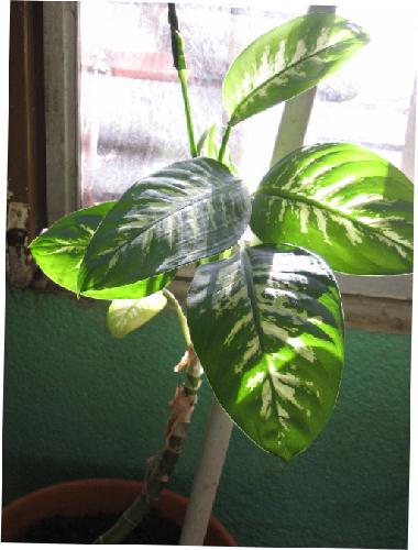 [Foto de planta, jardin, jardineria]