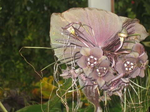 [Foto de planta, jardin, jardineria]