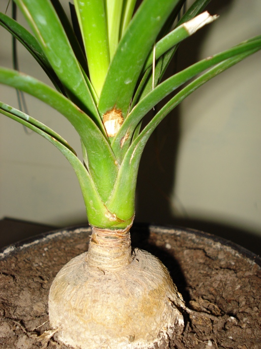 [Foto de planta, jardin, jardineria]