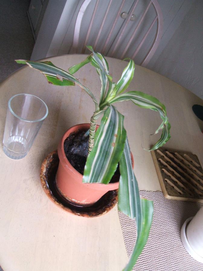 [Foto de planta, jardin, jardineria]