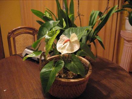 [Foto de planta, jardin, jardineria]