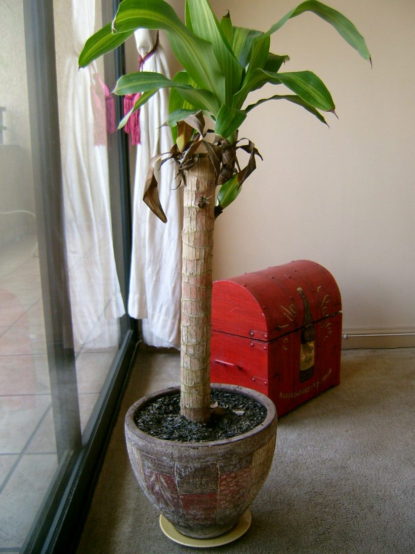 [Foto de planta, jardin, jardineria]