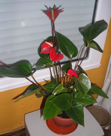 [Foto de planta, jardin, jardineria]