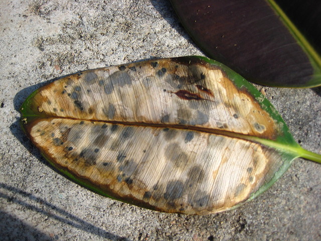 [Foto de planta, jardin, jardineria]