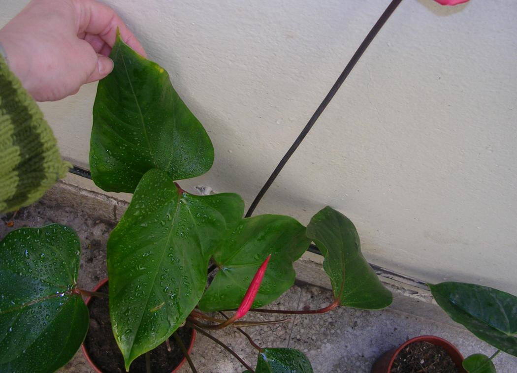 [Foto de planta, jardin, jardineria]