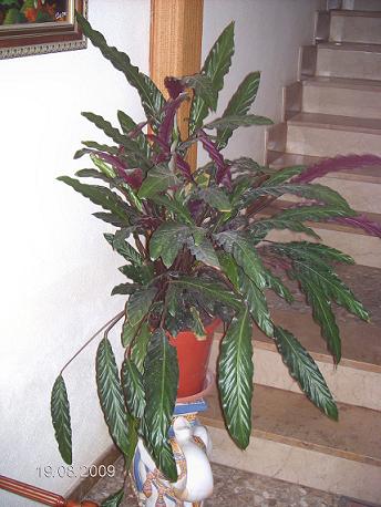 [Foto de planta, jardin, jardineria]