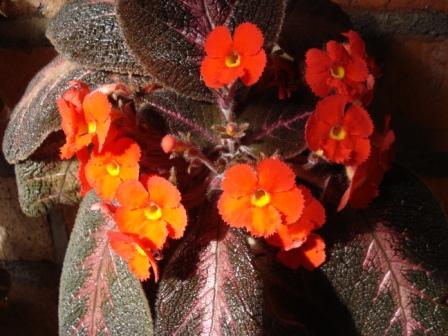 [Foto de planta, jardin, jardineria]