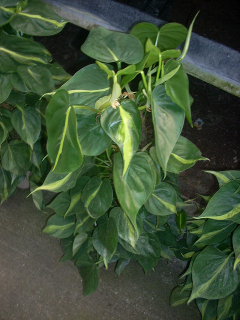 [Foto de planta, jardin, jardineria]