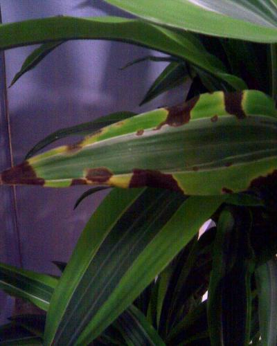 [Foto de planta, jardin, jardineria]