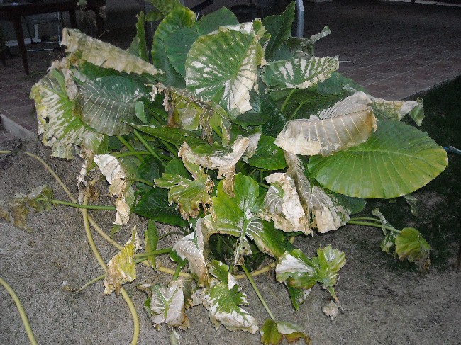 [Foto de planta, jardin, jardineria]