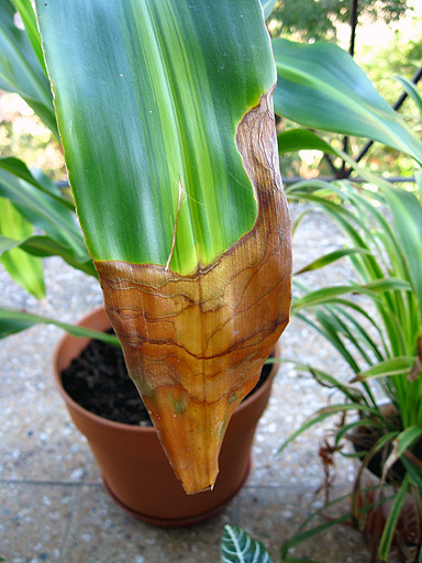 [Foto de planta, jardin, jardineria]
