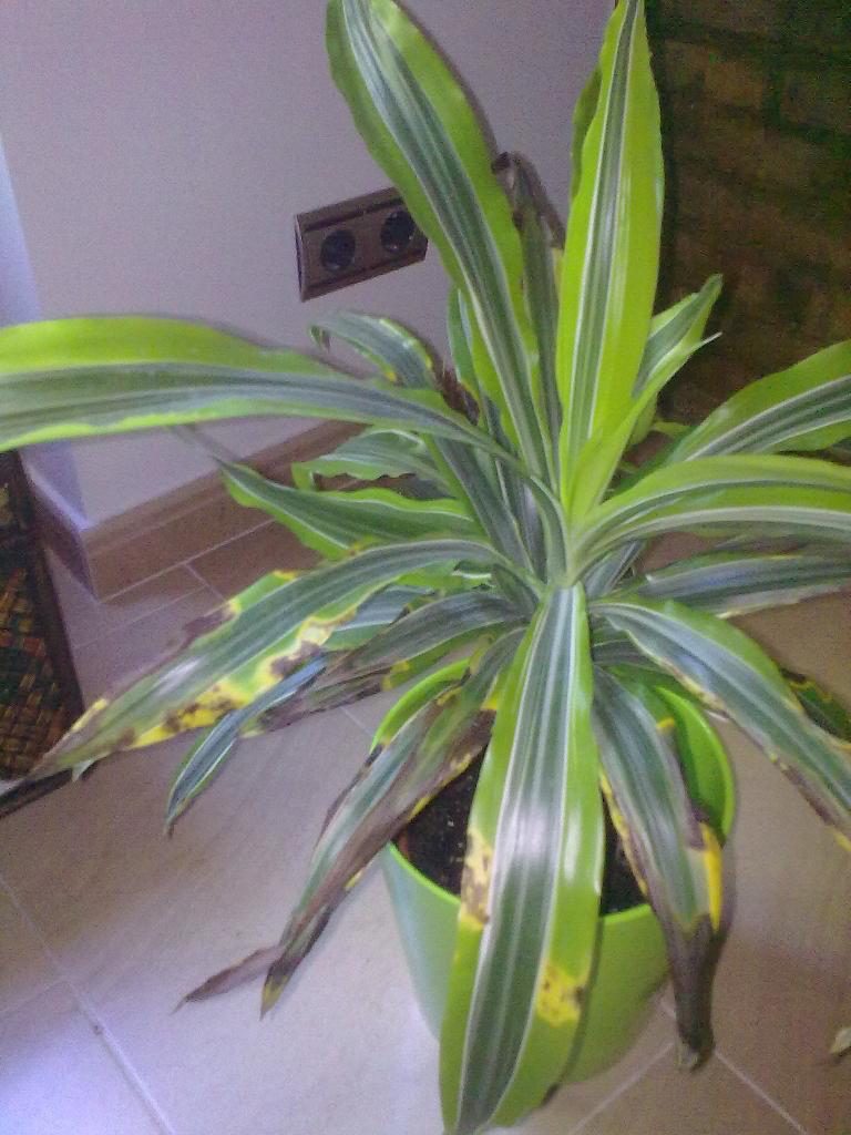 [Foto de planta, jardin, jardineria]