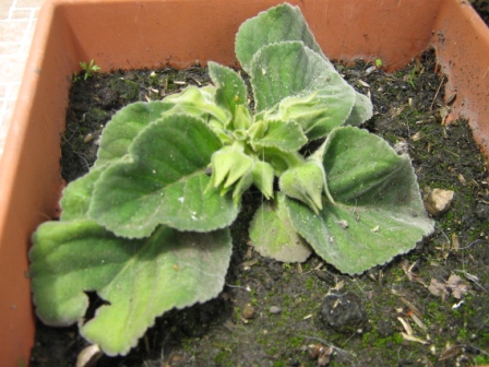 [Foto de planta, jardin, jardineria]