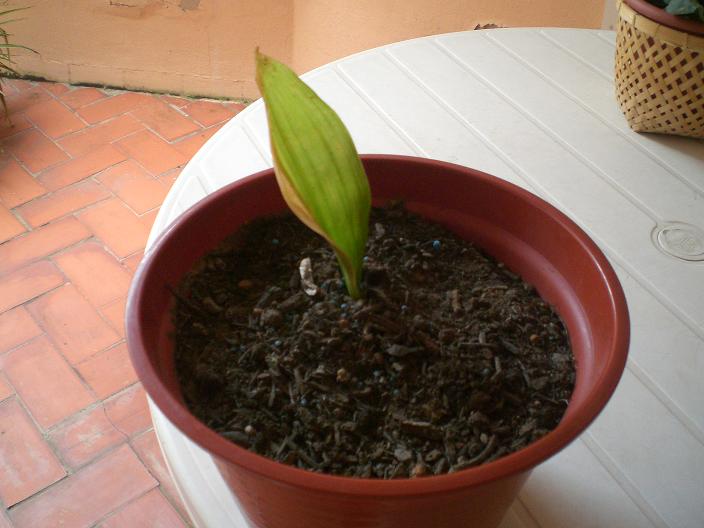 [Foto de planta, jardin, jardineria]