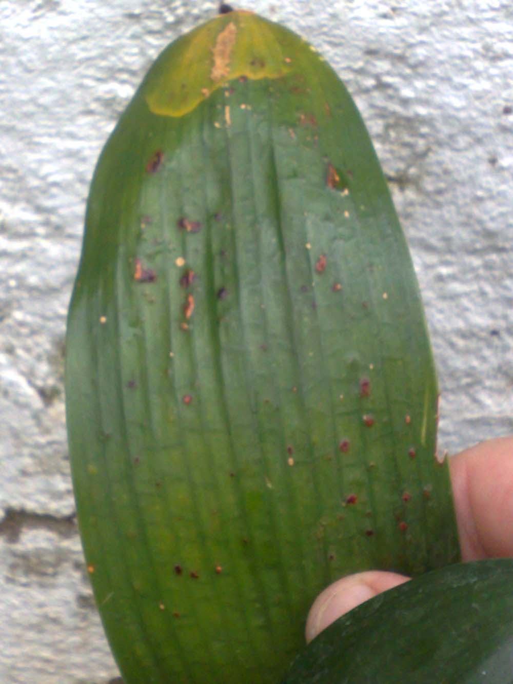 [Foto de planta, jardin, jardineria]