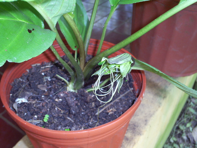 [Foto de planta, jardin, jardineria]