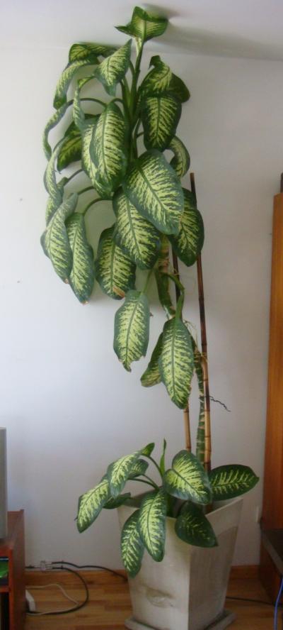[Foto de planta, jardin, jardineria]