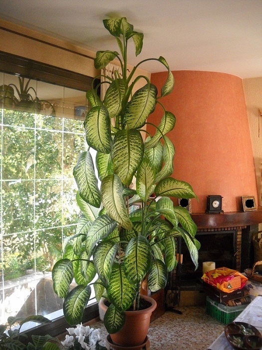 [Foto de planta, jardin, jardineria]