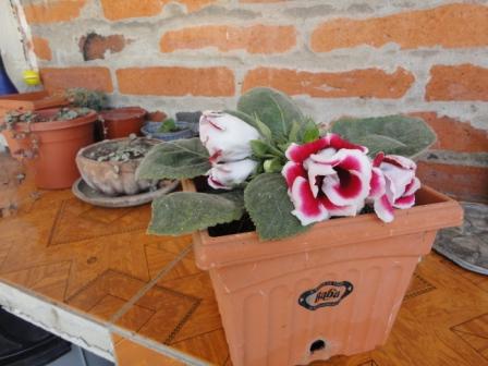 [Foto de planta, jardin, jardineria]