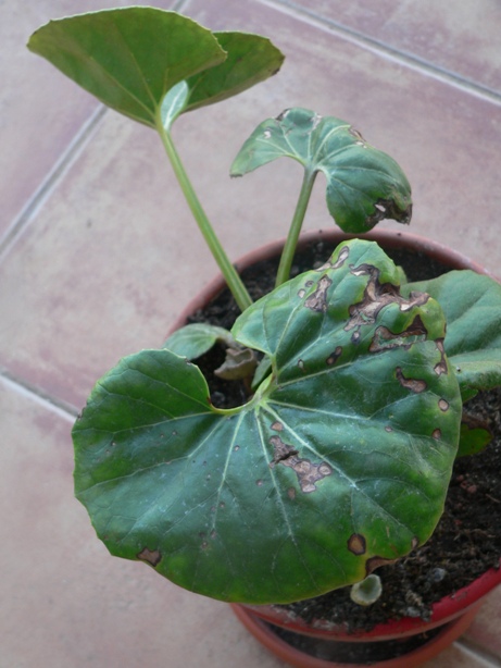 [Foto de planta, jardin, jardineria]