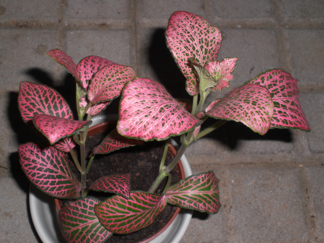 [Foto de planta, jardin, jardineria]