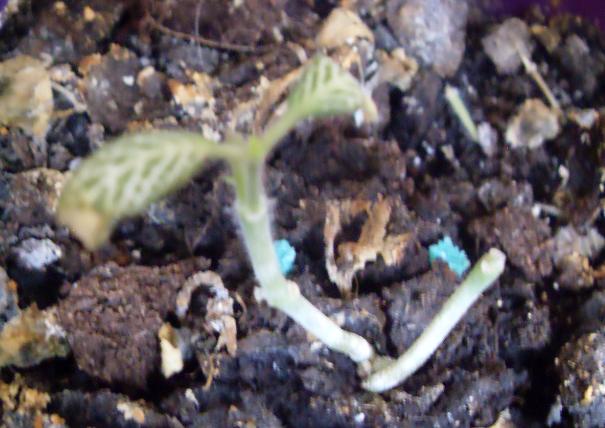[Foto de planta, jardin, jardineria]