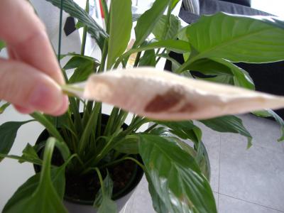 [Foto de planta, jardin, jardineria]