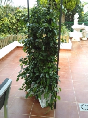 [Foto de planta, jardin, jardineria]