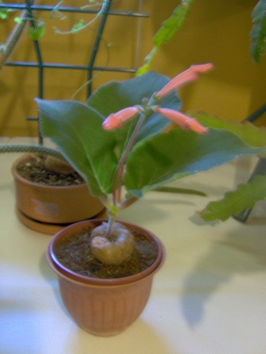 [Foto de planta, jardin, jardineria]